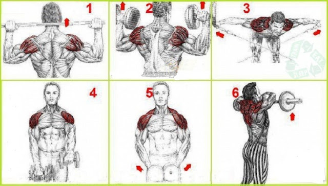 How to Exercise to Build Big Shoulder Muscles - Bodydulding