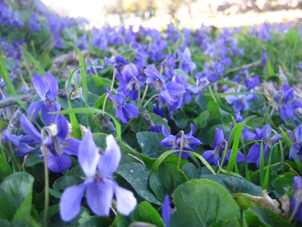 The General Farmer Violets in Winter
