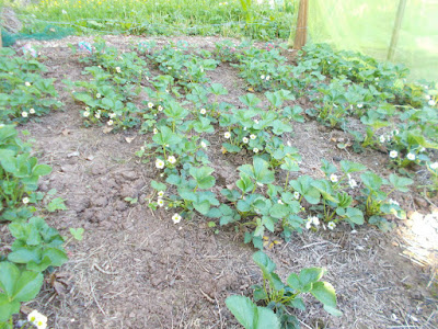 Strawberry flowers 80 Minute Allotment May Green Fingered Blog