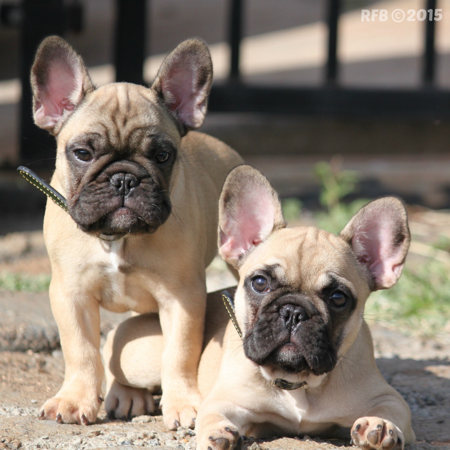 Everything About Your French Bulldog LUV My Dogs