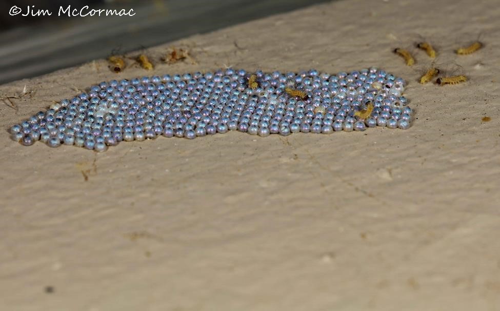 Ohio Birds and Biodiversity Salt Marsh Moth Carpetbombing