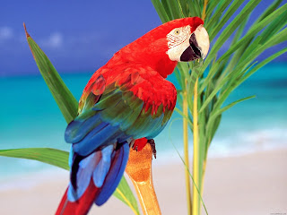 parrots Australia high resolution images 