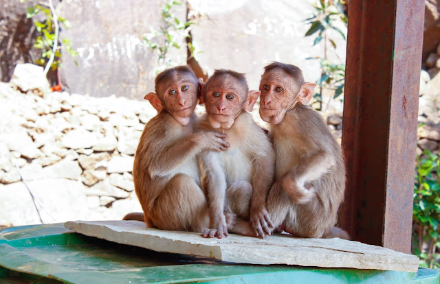 animal images animal images
