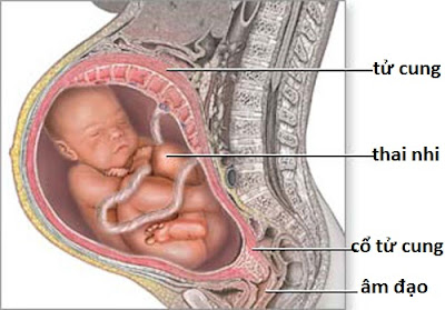 Thai nhi hình thành và phát triển trong tử cung
