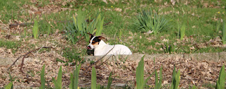 Louise waiting before coming back to chase the lawnmower Louise waiting before coming back to chase the lawnmower