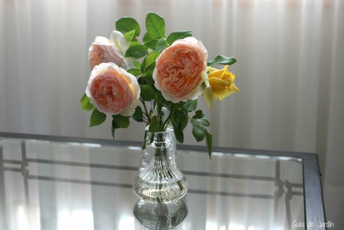 rosas en un jarrón