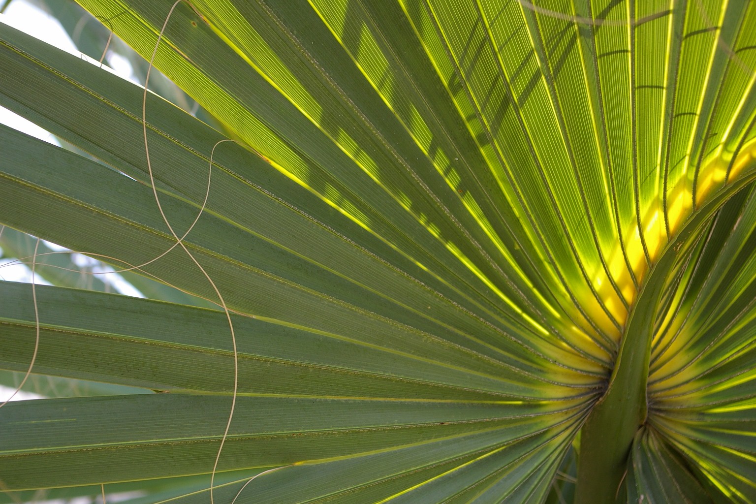 Church of the Palms Delray Beach, Florida: Palm Fronds