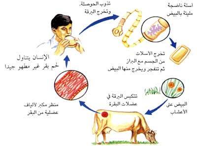 دورة حياة الحيوان المنوى دورة حياة الحيوان المنوى