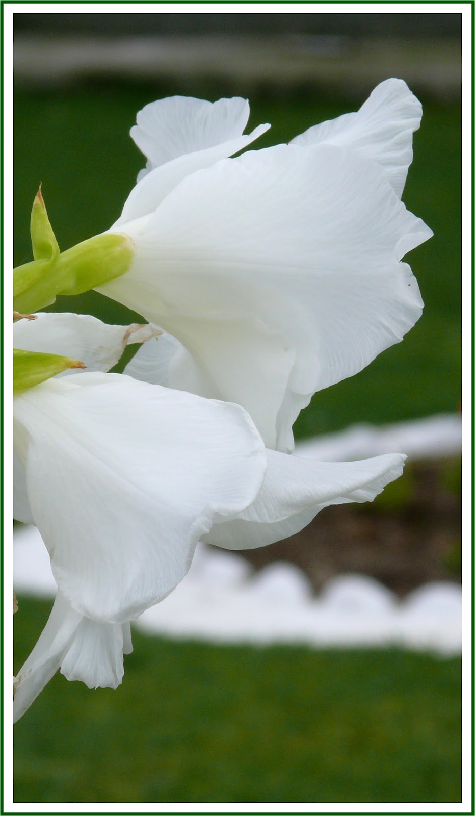 El bazar de la Retórica: Gladiolos blancos para Roberto