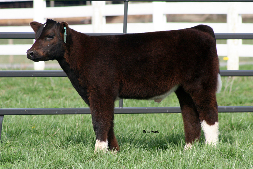 Lautner Farms Alias bull calf
