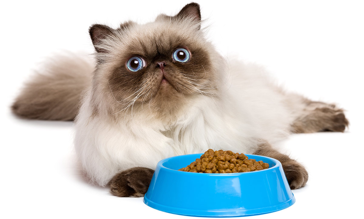 Differences Angora and Persian Cats Differences Angora and Persian Cats