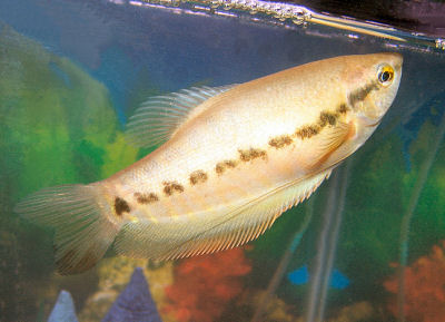 Shamudra Bilash: Betta & Gourami Fish