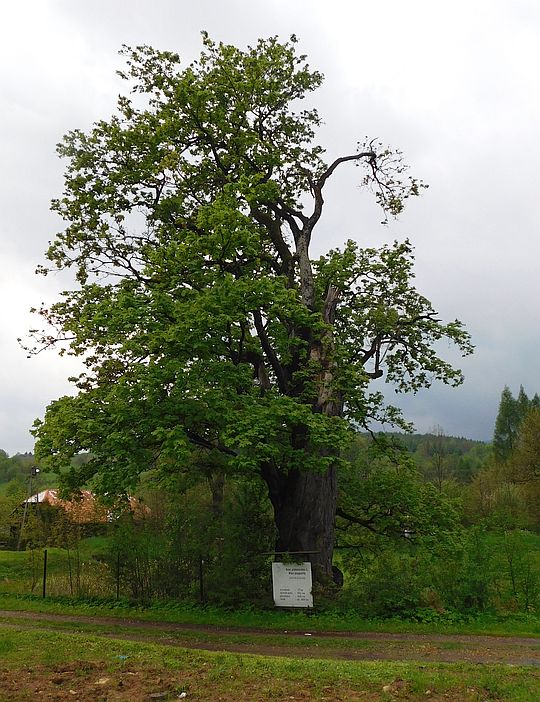 Klon pospolity (Acer platanoides L.). Klon pospolity (Acer platanoides L.).