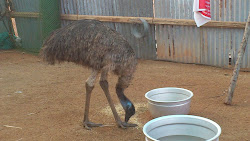emu bird photomania