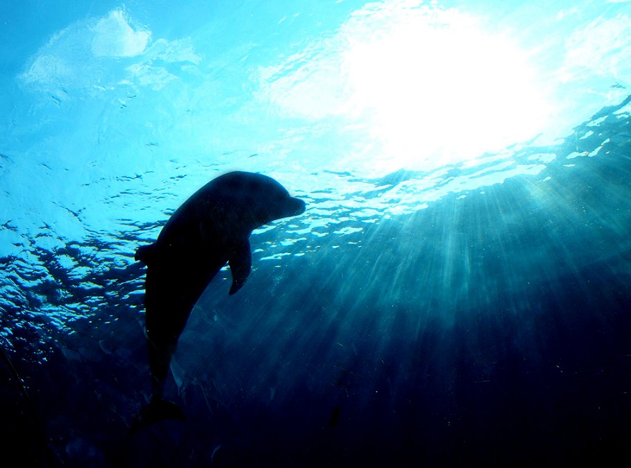 Gambar Ikan Lumba Lumba di Laut