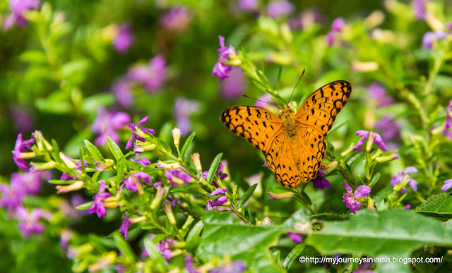 Butterfly Park at Bannerghatta National Park