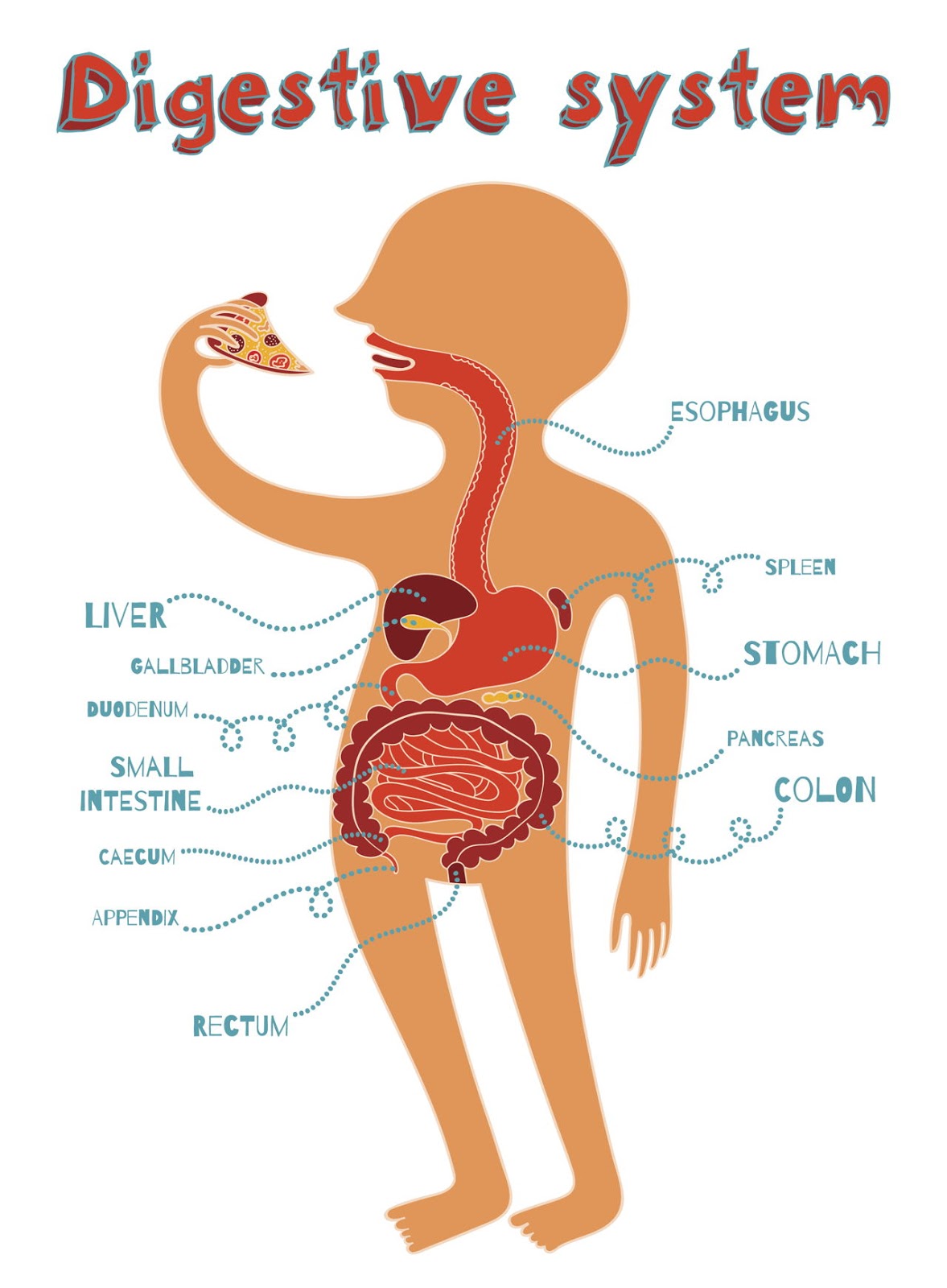 science-class-6ep-digestive-system