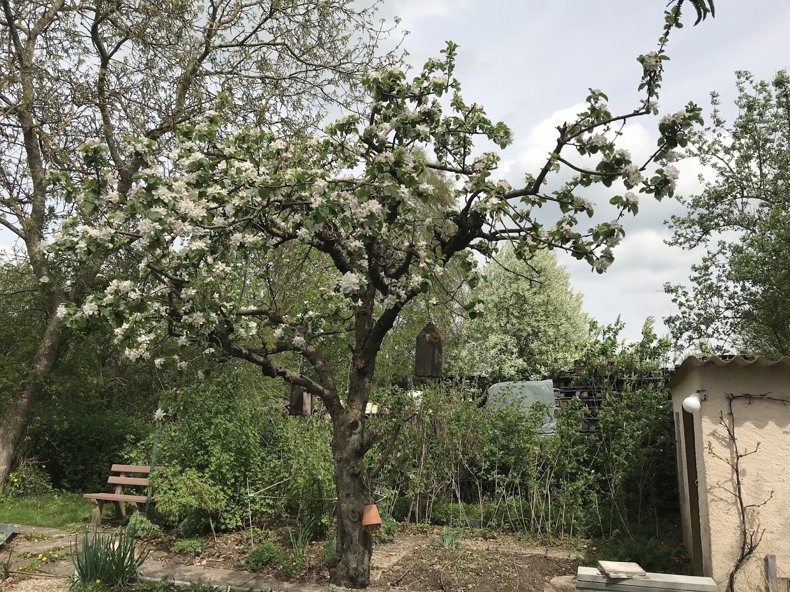Traumhafter Frühling Im Landgarten Achims Garten