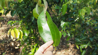 cinnamon leaf