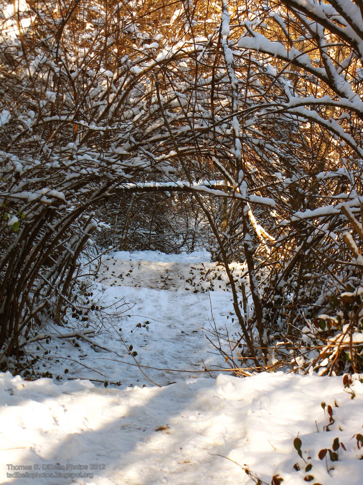 Portraits of Covington Snow!