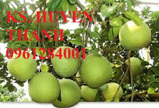 Bán cây giống bưởi đường quế dương, số lượng lớn, giao cây toàn quốc. LH 0961284001