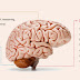 30 Scientifically Proven Facts About The Human Brain That Will Blow Your Mind