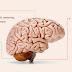30 Scientifically Proven Facts About The Human Brain That Will Blow Your Mind