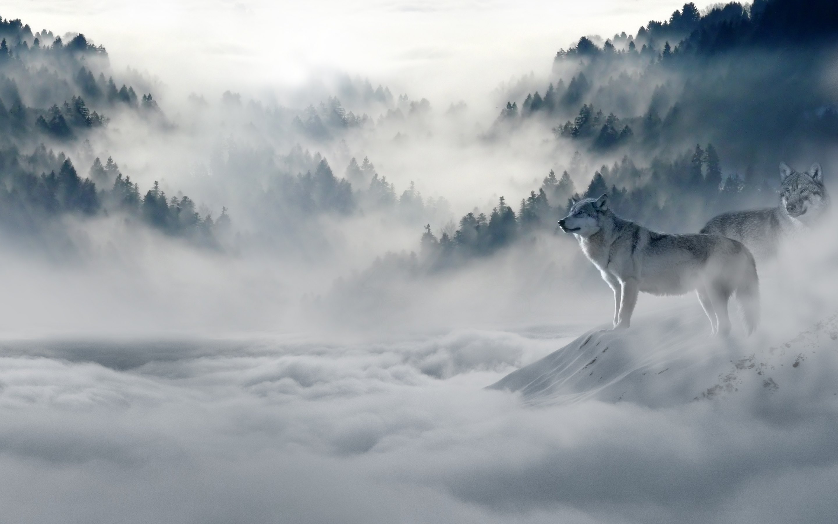 Wolves Wallpap   ers · 4K HD Desktop Backgrounds Phone Images
