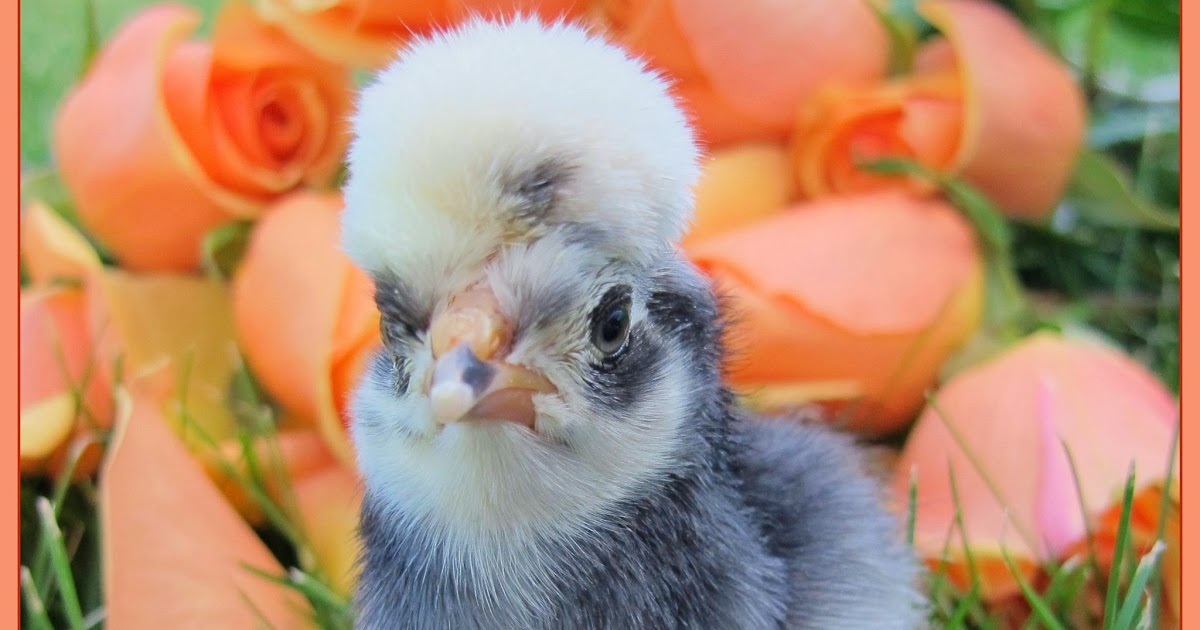 The Chicken Chick® Feeding Chickens at Different Ages