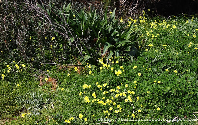 Spring flowers, Kefalonia