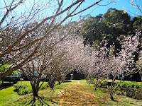 Cerejeiras Templo Kinkaku-ji em Itapecerica da Serra