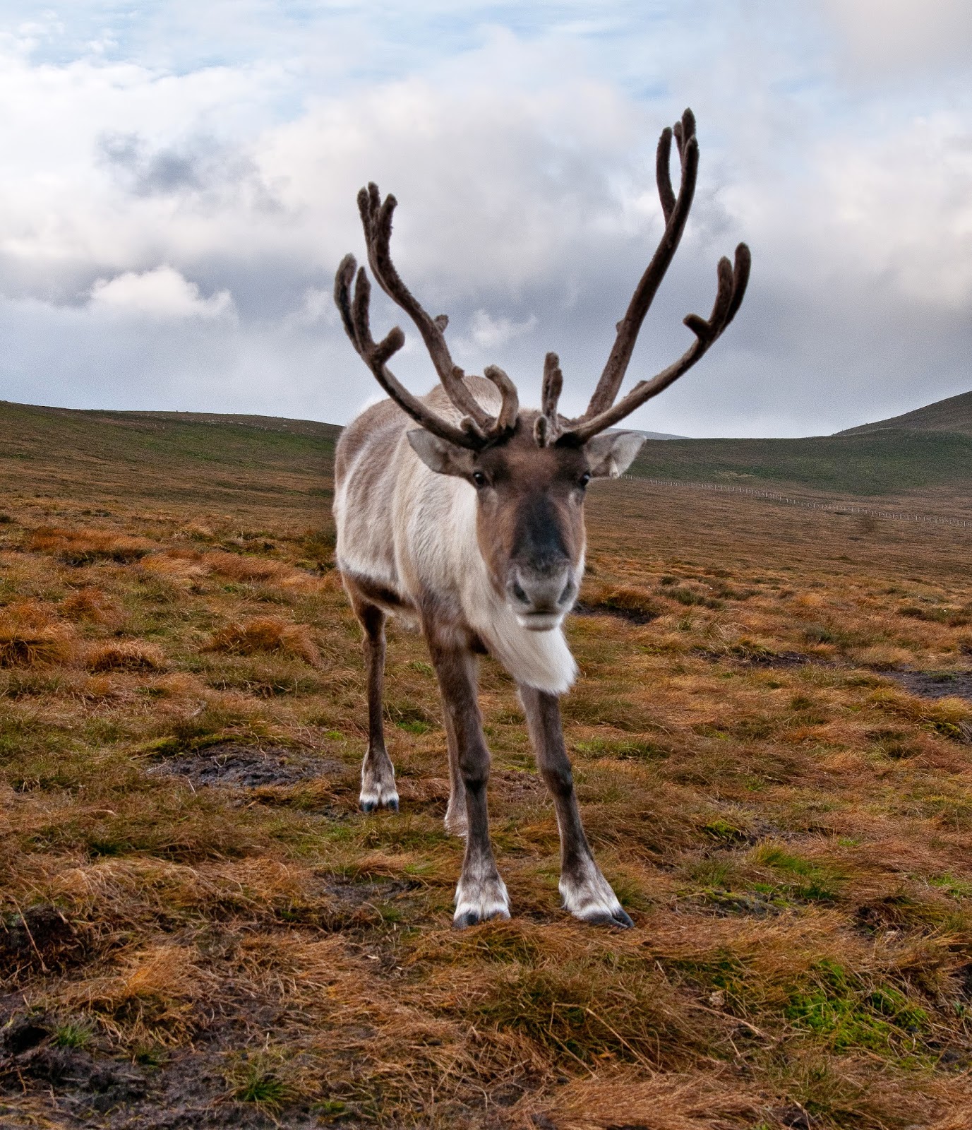 interesting-facts-about-reindeer