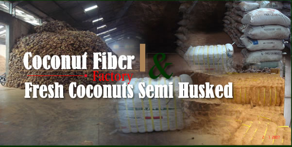 Fresh Old Coconut dari Jasa Review