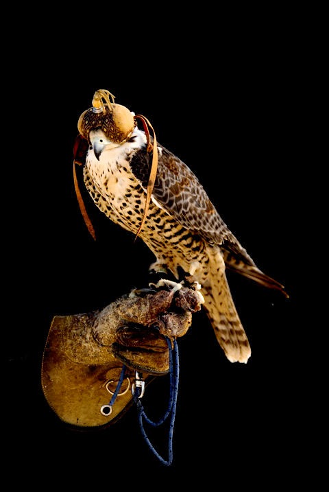 Falconry...