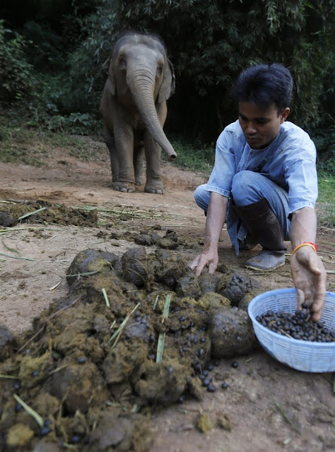 Sudah Coba ? Black Ivory Coffe Saudara Kopi Luwak, Kopi Termahal Dunia Yang Bikin Kantung Jebol Sudah Coba ? Black Ivory Coffe Saudara Kopi Luwak, Kopi Termahal Dunia Yang Bikin Kantung Jebol