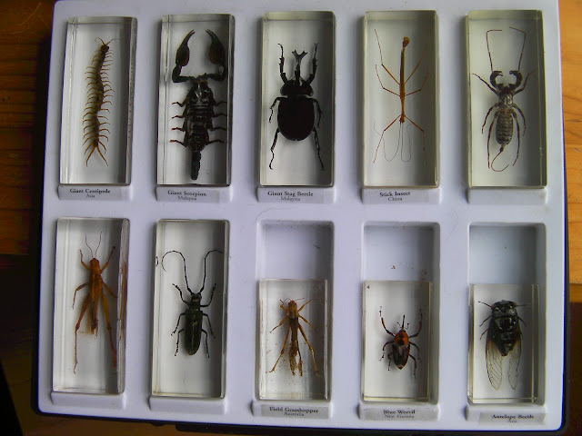 giant centipede scorpion stick insect collection
