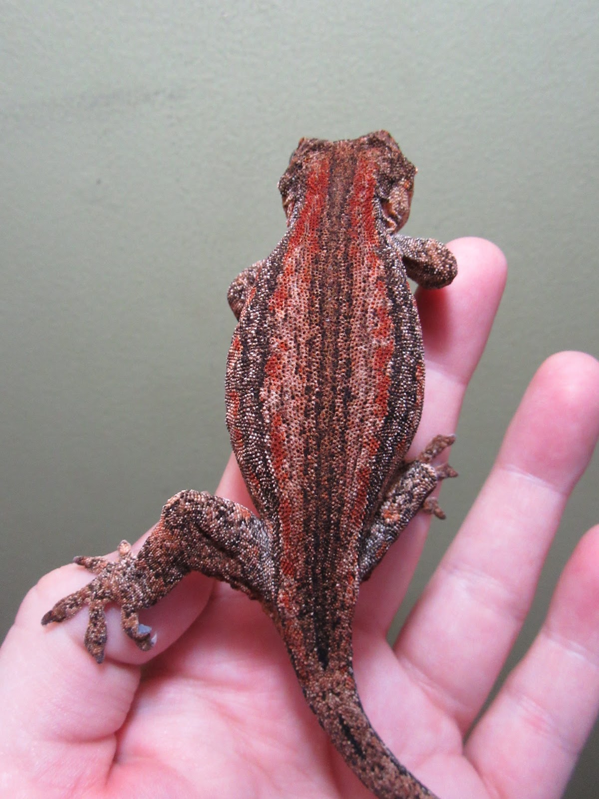 Momcicle Mania: Gargoyle gecko breeding trial