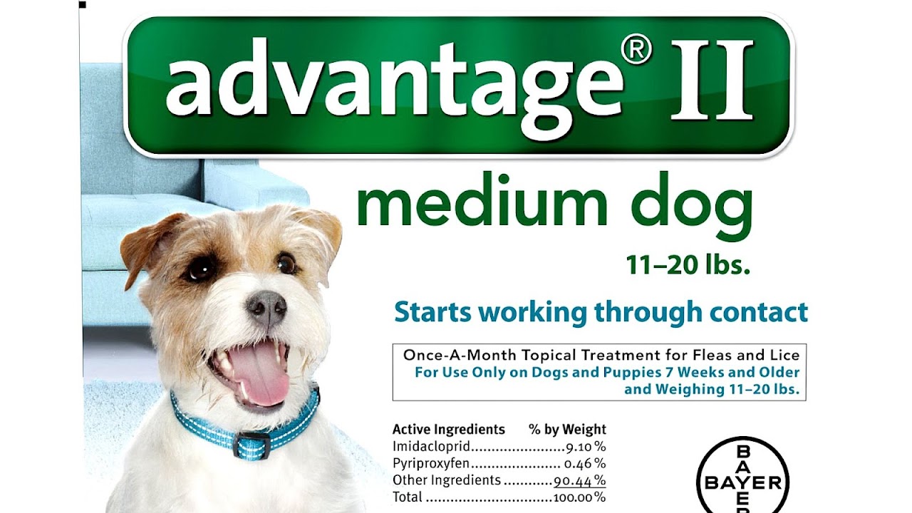 Most Effective Flea Treatment For Dogs Dog Choices