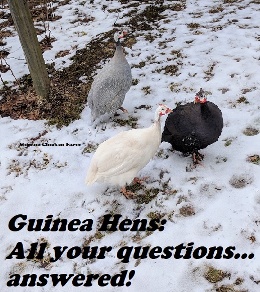 Guinea hens Everything you need to know Murano Chicken Farm