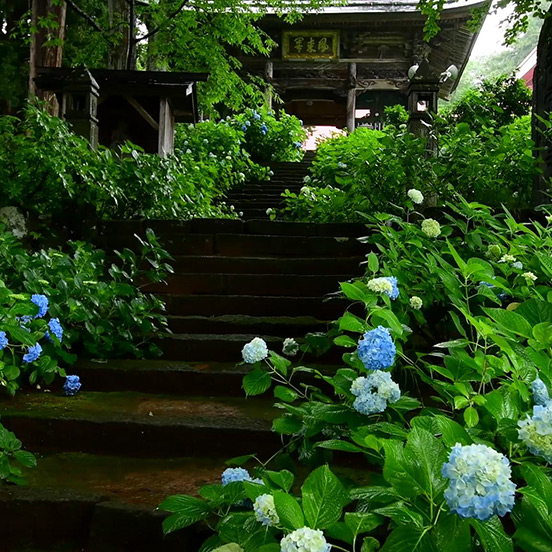 Rainy Hydrangea Takayuki Temple Wallpaper Engine