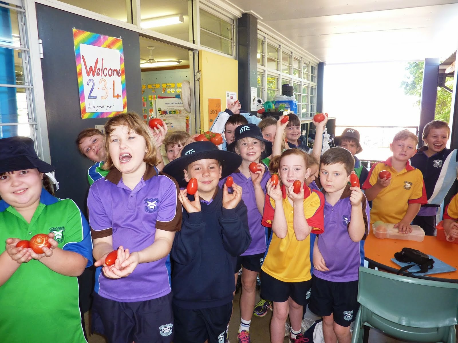 Year 2/3 collecting tomatoes from their garden.