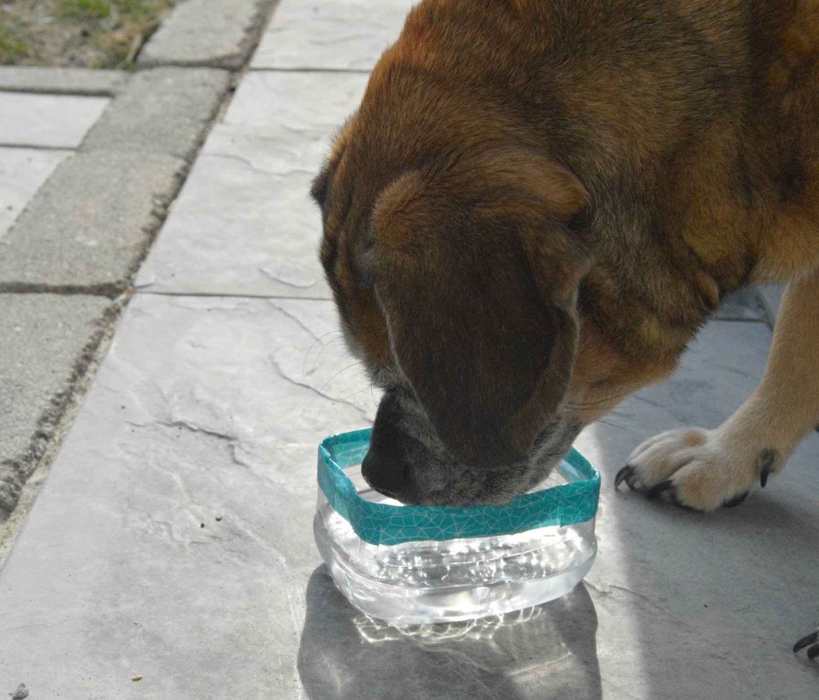 Portable Dog Water Bowl >> High Heels And Mommy Ordeals Diy Portable Water Bowl For Your Dog Portable Dog Water Bowl >> High Heels And Mommy Ordeals Diy Portable Water Bowl For Your Dog