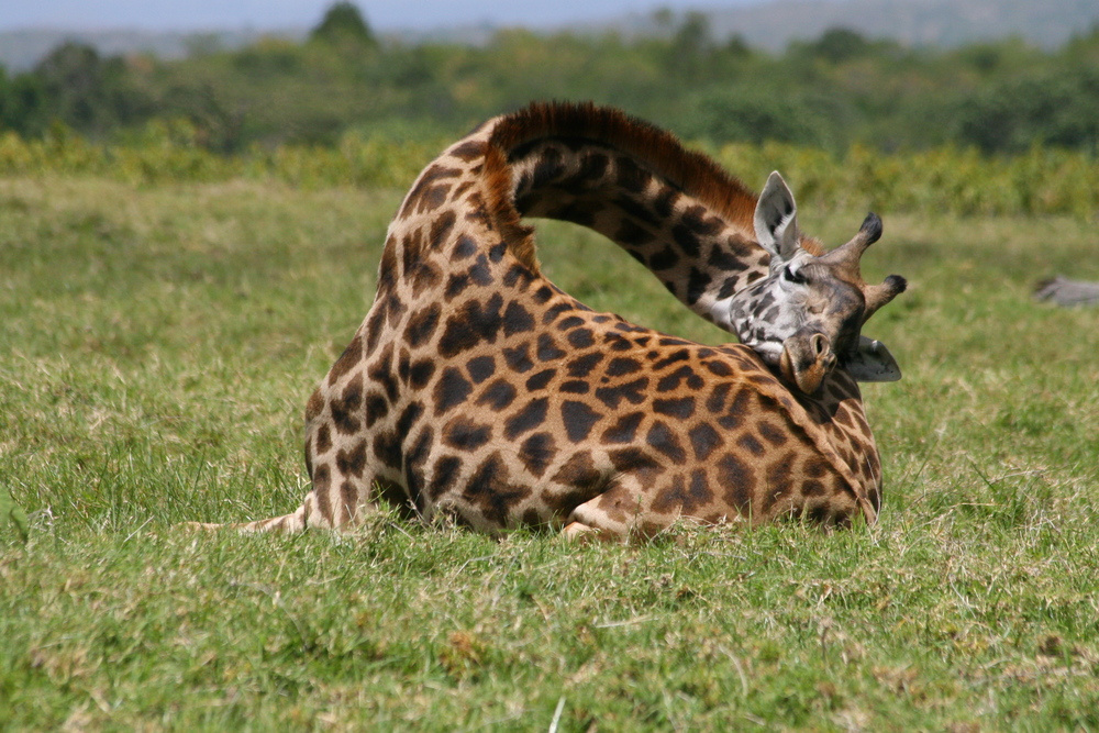 Giraffe | The Biggest Animals Kingdom