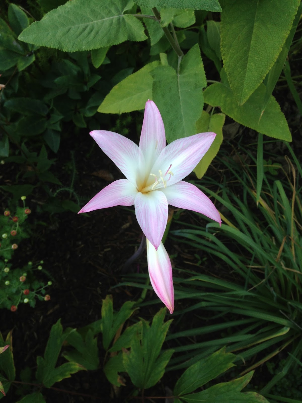 The Lents Farmer Back from the Dead Files Amaryllis belladonna