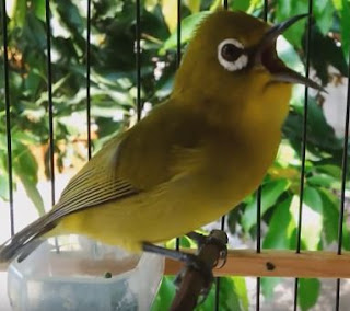 Suara Burung Pleci Ngalas Ngerol Suara Burung Pleci Ngalas Ngerol