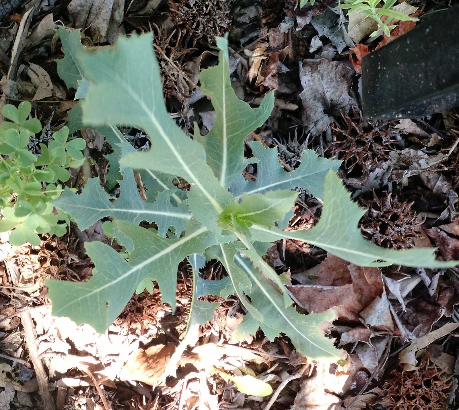 ontheroadtogreenness Meatless Monday The Ubiquitous Prickly Lettuce