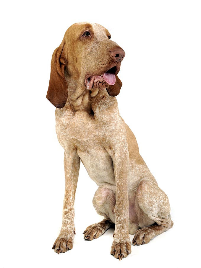 Are Bracco Italianos Good For Apartment Units