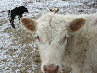 Cow at Constantine Farm, Colonie, NY