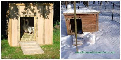 Bad winter chicken coops, small
