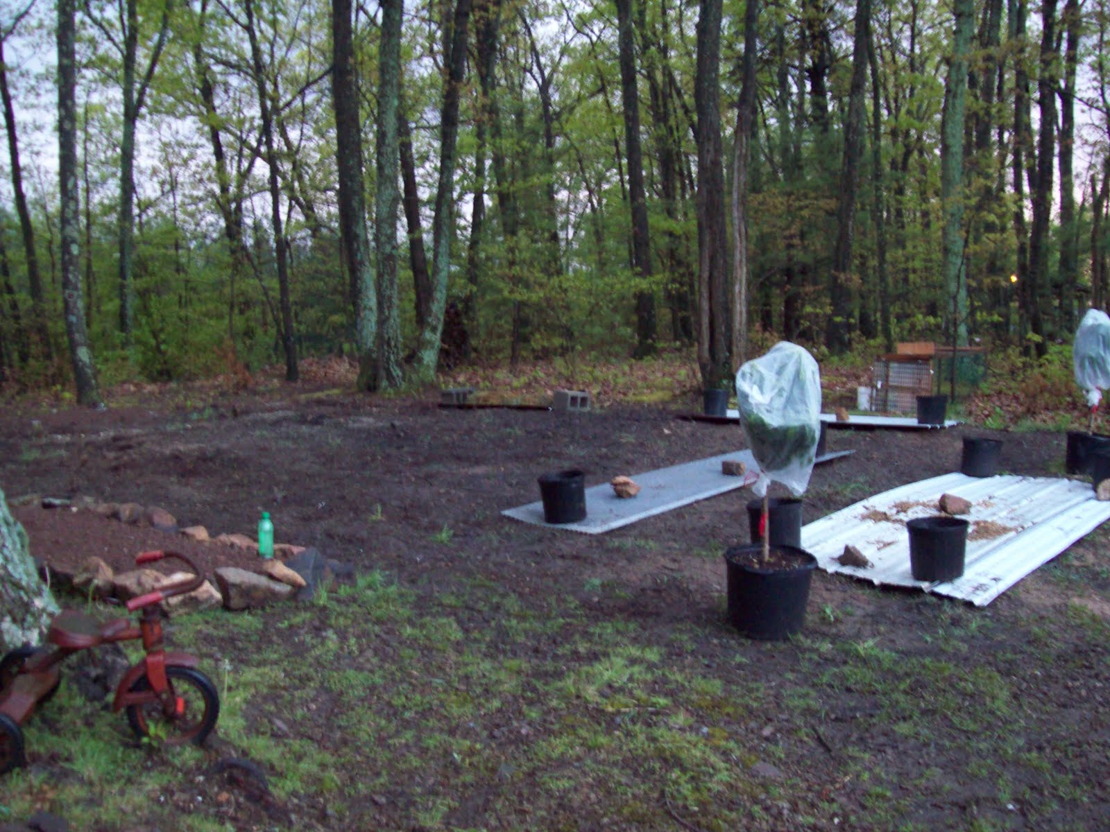 A Primitive Homestead: Hatching & Garden Progress